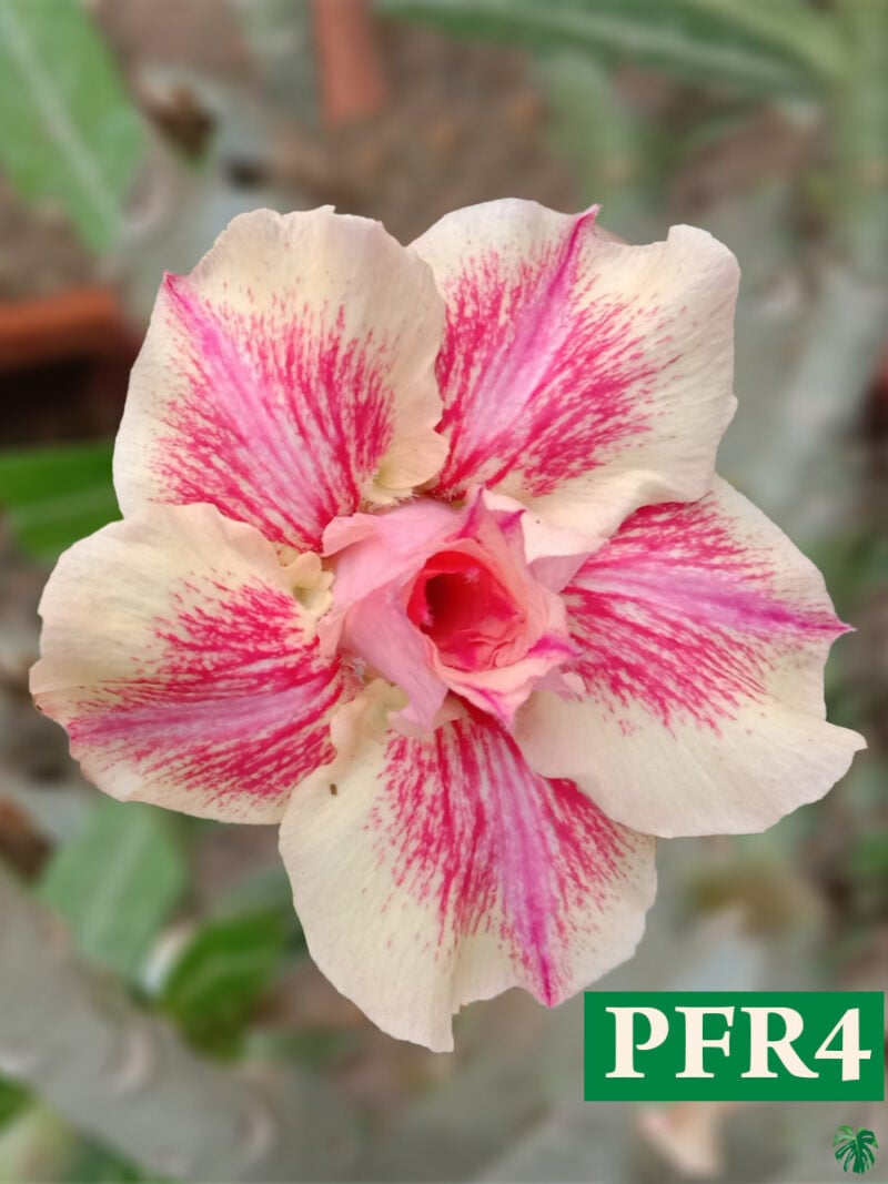 Grafted Adenium Bonsai Triple Petal French Rose Sand Yellow Pfr4 3X4 Product Peppyflora 01 A Pfr4 Moz