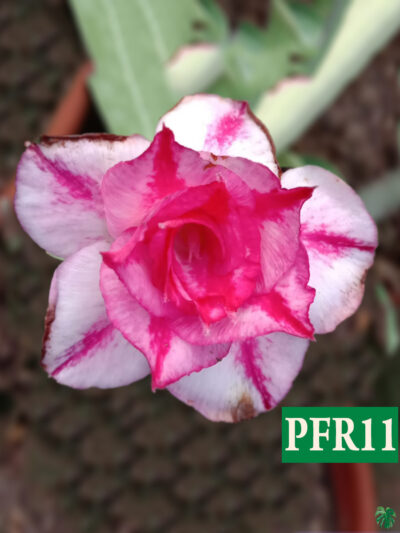 Grafted-Adenium-Bonsai-Triple-Petal-Magenta-Pink-White-PFR11-3x4-Product-Peppyflora-01-a-Moz
