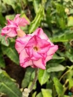 Grafted-Adenium-Bonsai-Triple-Petal-Magenta-Pink-White-PFR11-3x4-Product-Peppyflora-01-b-Moz