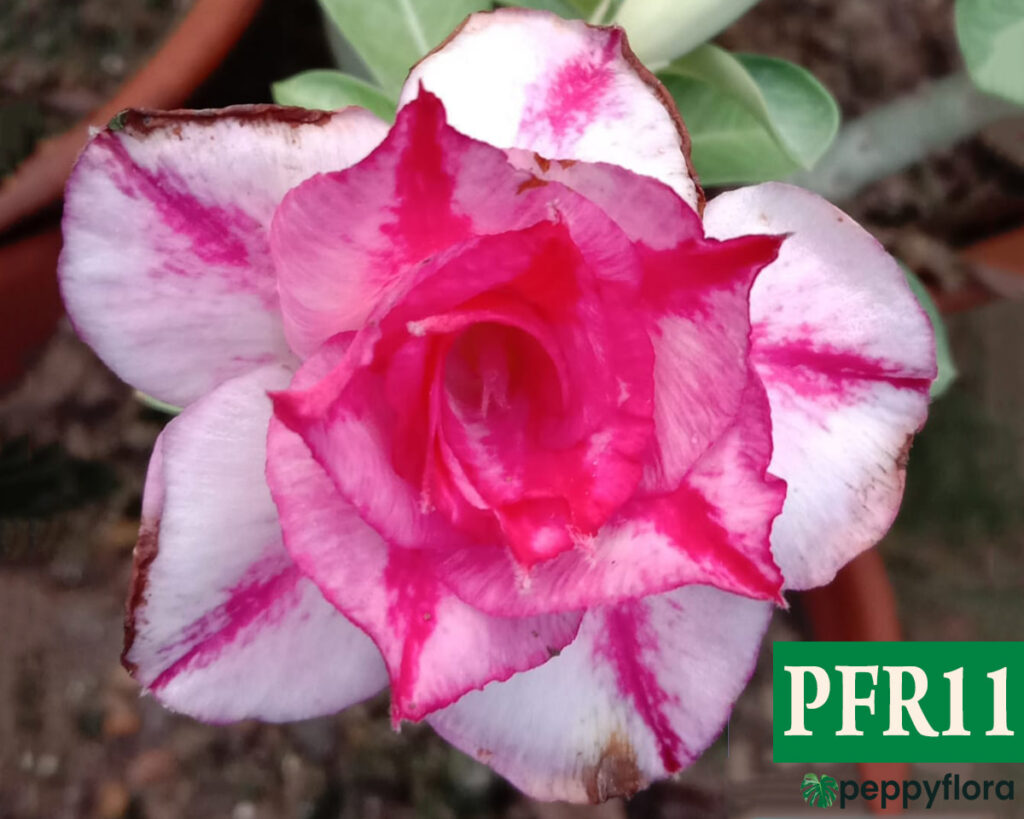 Grafted Adenium Bonsai Triple Petal Magenta Pink White Pfr11 Product Peppyflora 02 Moz
