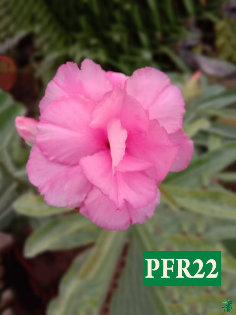 Grafted-Adenium-Bonsai-Triple-Petal-Persian-Pink-Pfr22-Product-Peppyflora-01-A-Moz