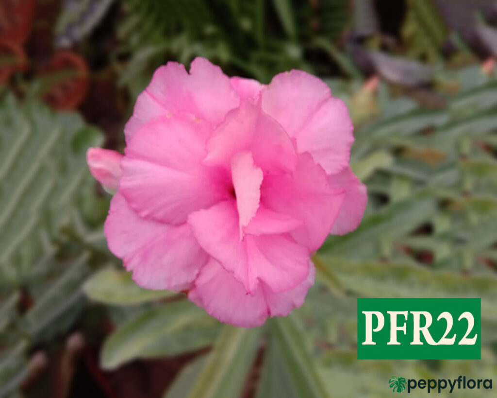 Grafted-Adenium-Bonsai-Triple-Petal-Persian-Pink-Pfr22-Product-Peppyflora-02-Moz