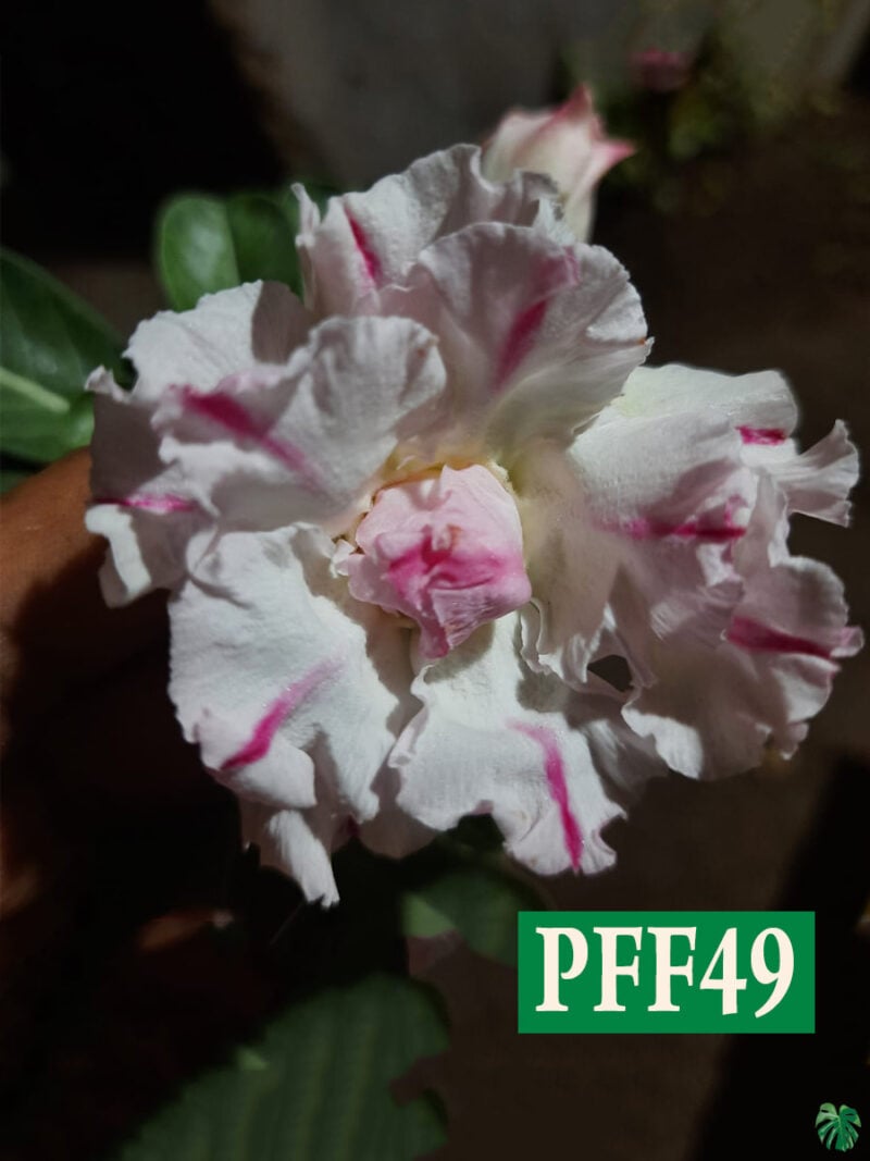 Grafted Adenium Bonsai Triple Petal Pink Marked White Pff49 3X4 Product Peppyflora 01 A Moz