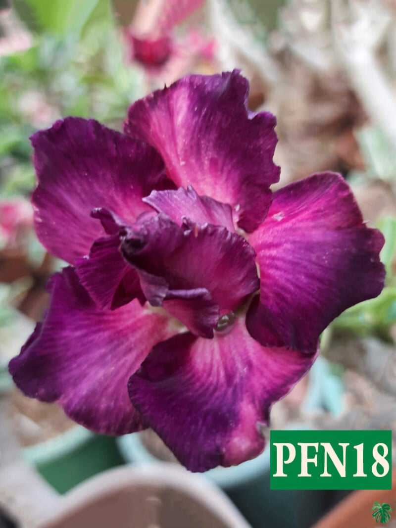 Grafted Adenium Bonsai Triple Petal Pink Purple Pfn18 Product Peppyflora 01 A Moz
