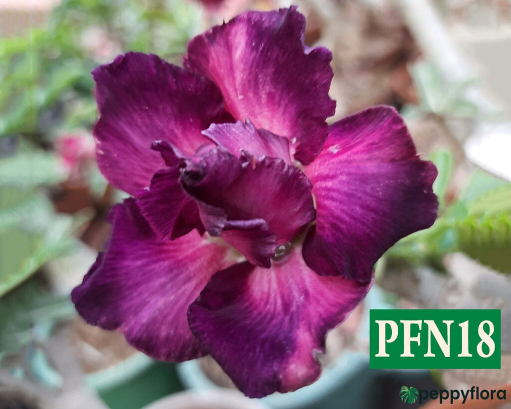 Grafted Adenium Bonsai Triple Petal Pink Purple Pfn18 Product Peppyflora 02 Moz