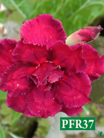 Grafted-Adenium-Bonsai-Triple-Petal-Pink-Red-PFR37-Product-Peppyflora-01-a-Moz