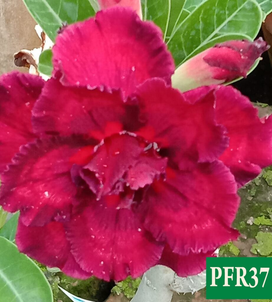Grafted Adenium Bonsai Triple Petal Pink Red Pfr37 Product Peppyflora 02 Moz
