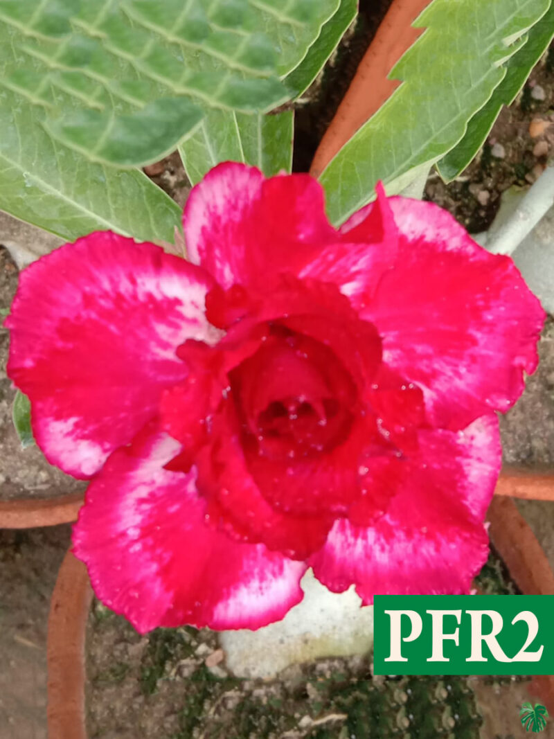 Grafted Adenium Bonsai Triple Petal Tricolour Candy Apple Red Pfr2 3X4 Product Peppyflora 01 A Moz