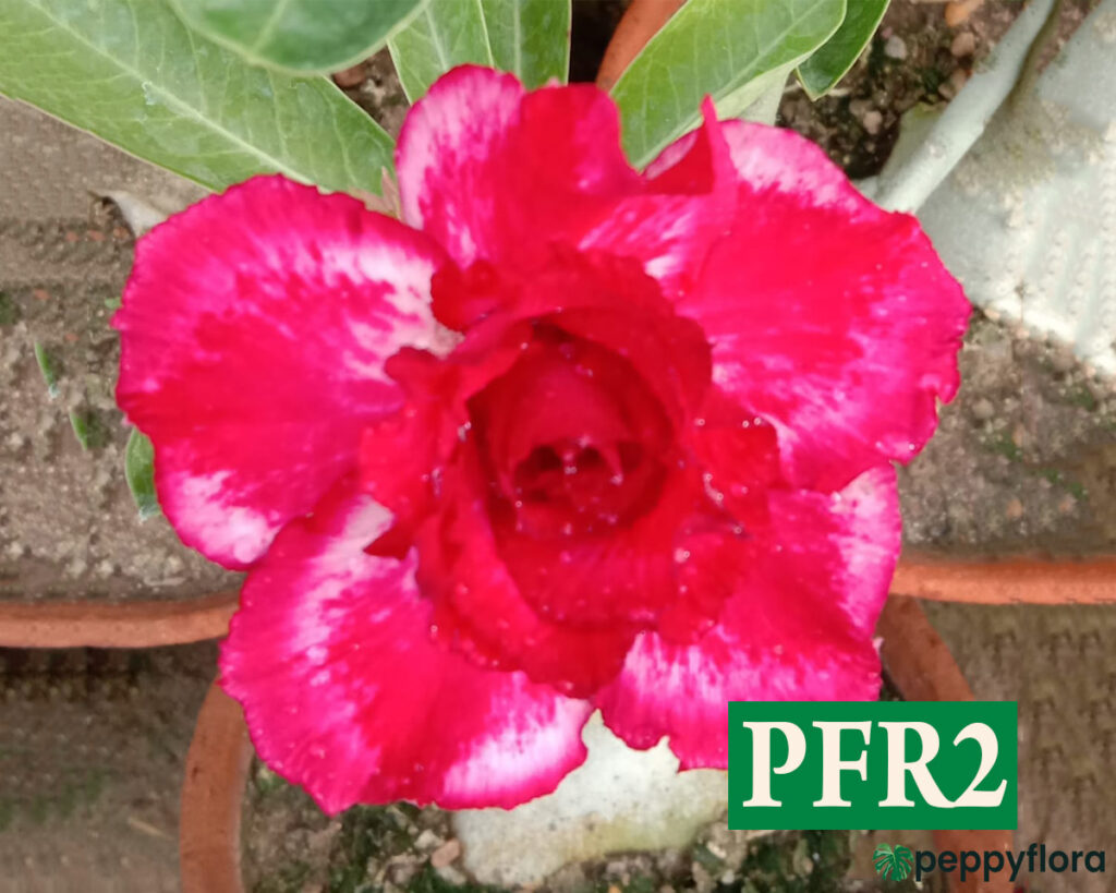 Grafted Adenium Bonsai Triple Petal Tricolour Candy Apple Red Pfr2 Product Peppyflora 02 Moz