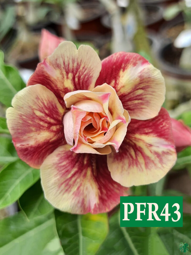 Grafted Adenium Bonsai Triple Petal Tricolour Creamy Red Pfr43 Product Peppyflora 01 A Moz