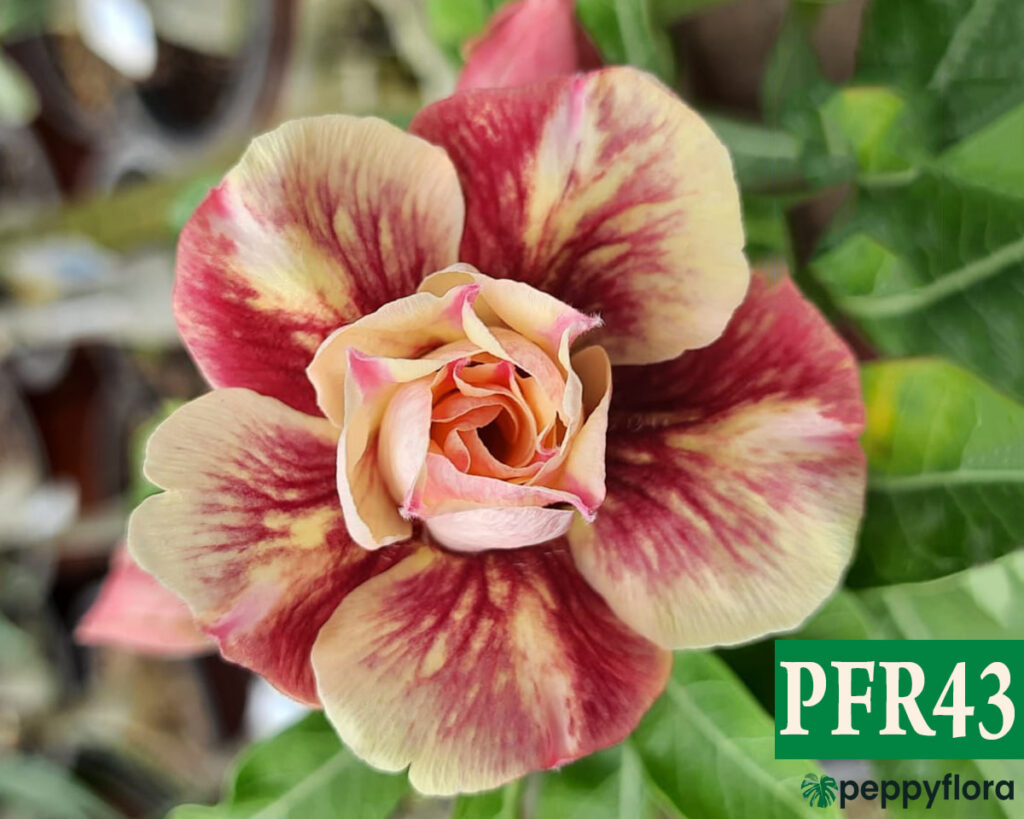 Grafted Adenium Bonsai Triple Petal Tricolour Creamy Red Pfr43 Product Peppyflora 02 Moz