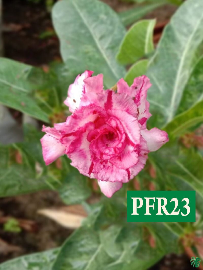 Grafted Adenium Bonsai Triple Petal Tricolour Crimson Glory Pink Pfr23 3X4 Product Peppyflora 01 A Moz