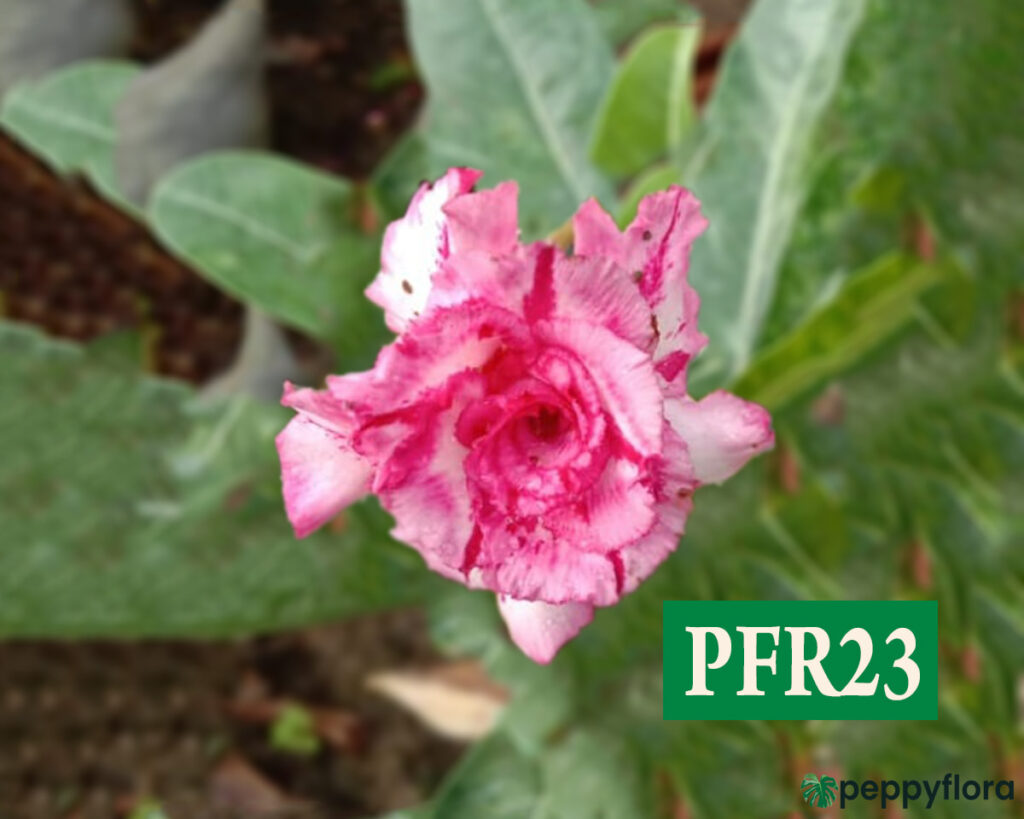 Grafted Adenium Bonsai Triple Petal Tricolour Crimson Glory Pink Pfr23 Product Peppyflora 02 Moz