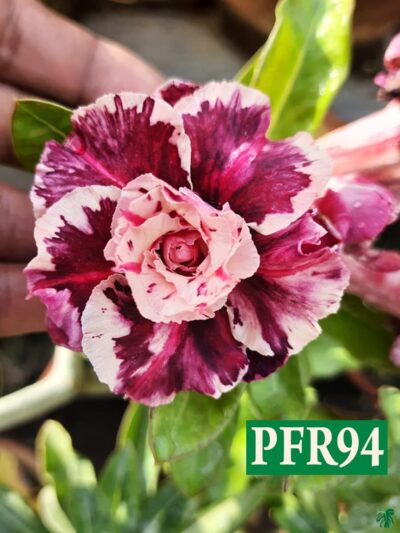 Grafted-Adenium-Bonsai-Triple-Petal-Tricolour-Purple-Pink- PFR94-3x4-Product-Peppyflora-01-a-Moz