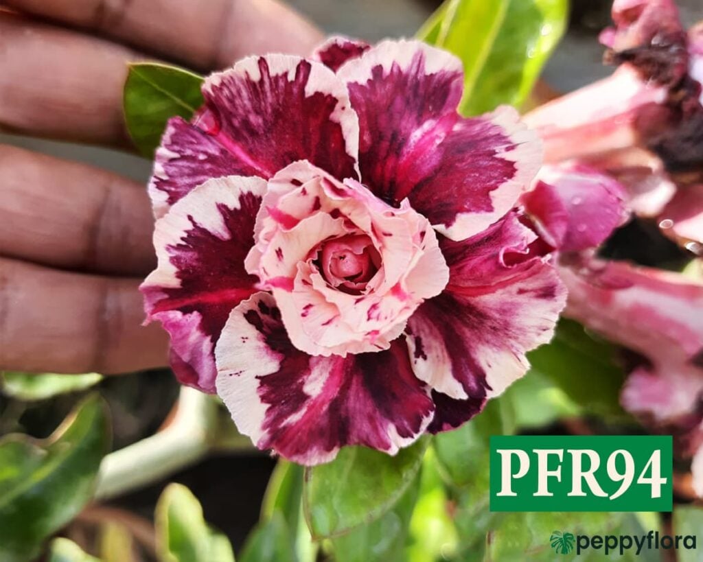 Grafted Adenium Bonsai Triple Petal Tricolour Purple Pink  Pfr94 Product Peppyflora 02 Moz