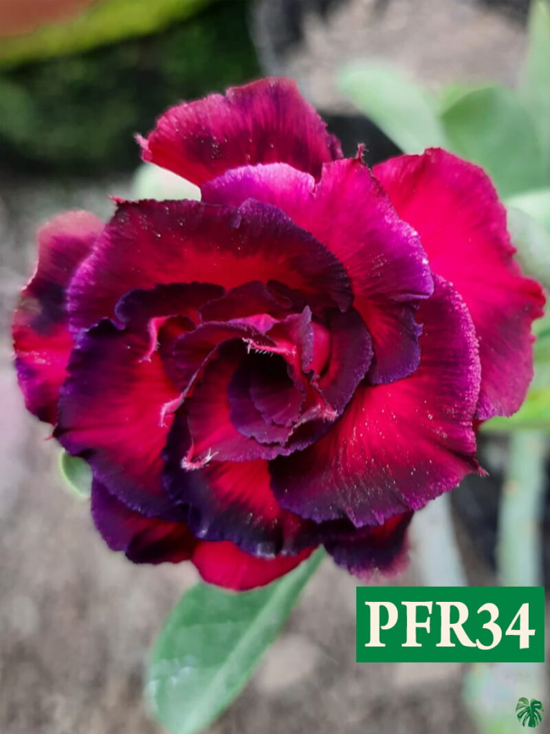 Grafted Adenium Bonsai Triple Petal Tricolour Red Pfr34 Product Peppyflora 01 A Moz