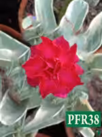 Grafted Adenium Triple Petal Red Variegated - PFR38