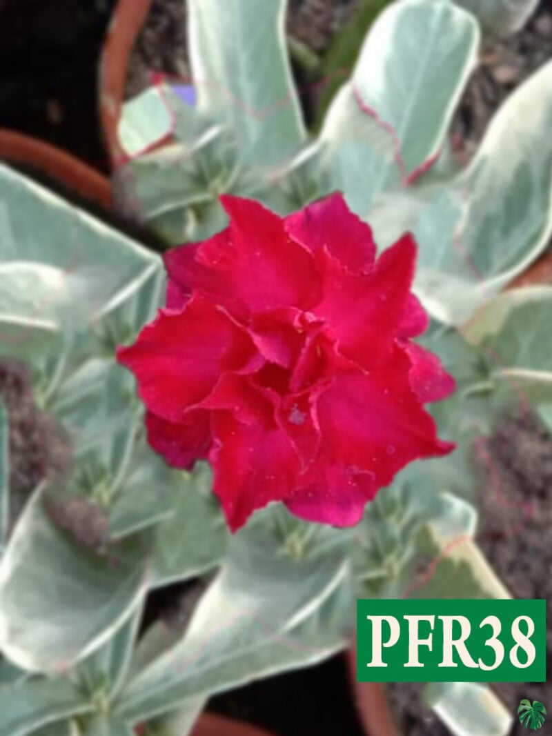 Grafted Adenium Bonsai Triple Petal Variegated Leaf Red Pfr38 Product Peppyflora 01 A Moz