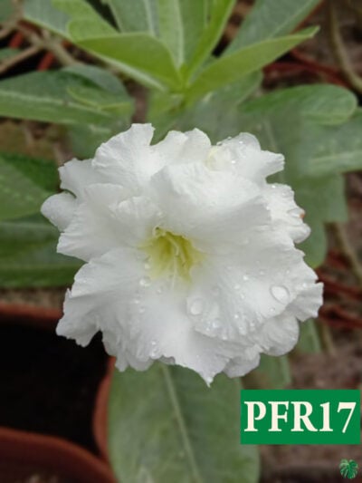 Grafted-Adenium-Bonsai-Triple-Petal-White-PFR17-Product-Peppyflora-01-a-Moz