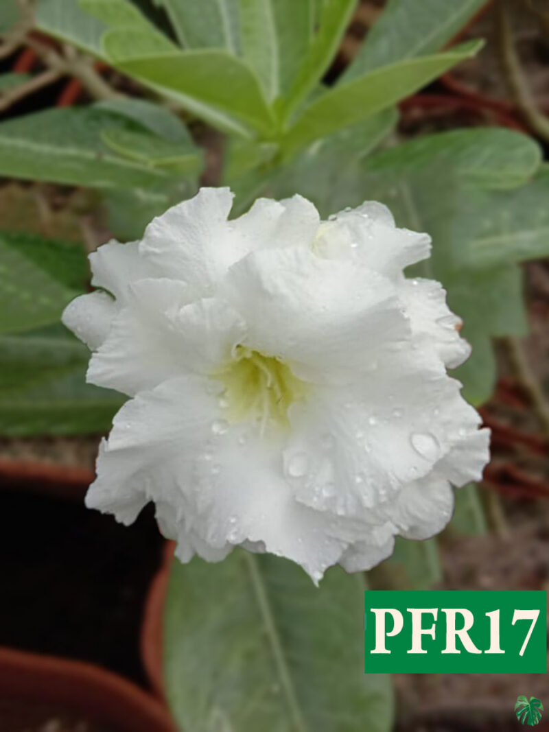 Grafted Adenium Bonsai Triple Petal White Pfr17 Product Peppyflora 01 A Moz