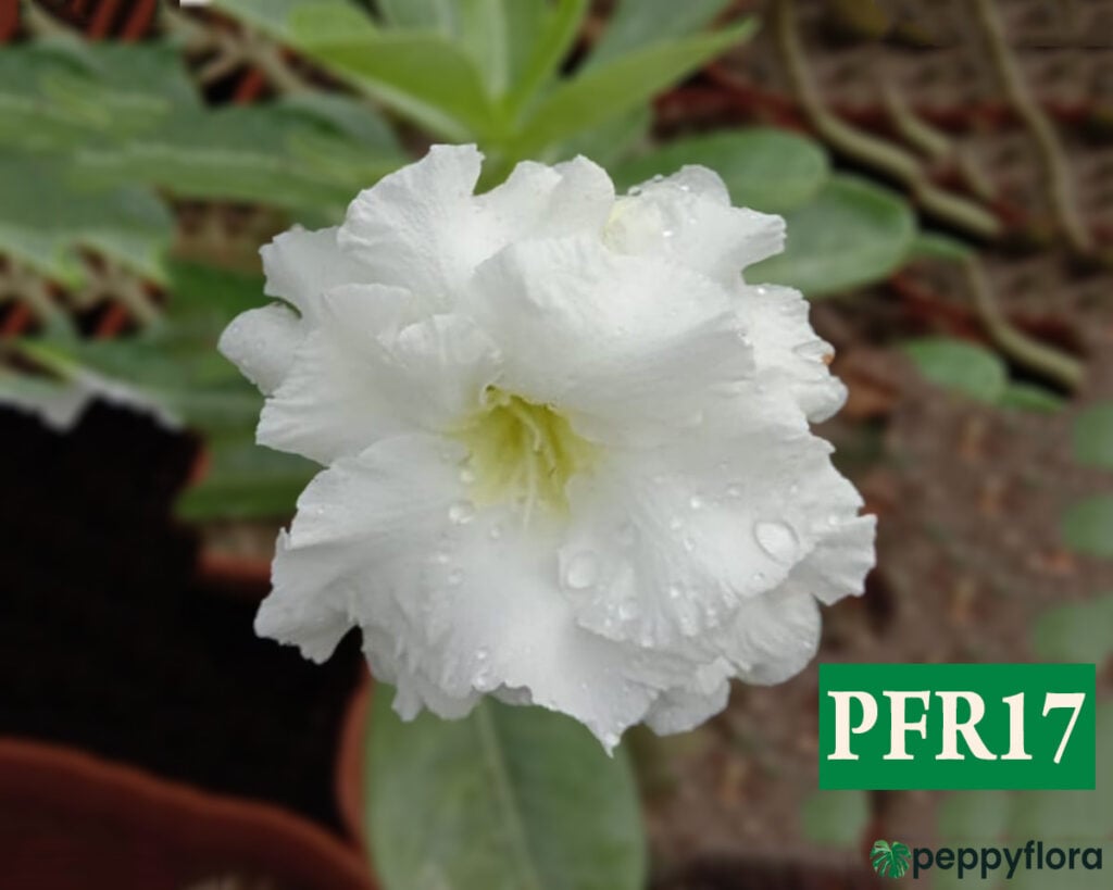 Grafted Adenium Bonsai Triple Petal White Pfr17 Product Peppyflora 02 Moz
