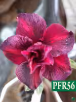 Grafted Adenium Triple Petal Pansy Purple - PFR56