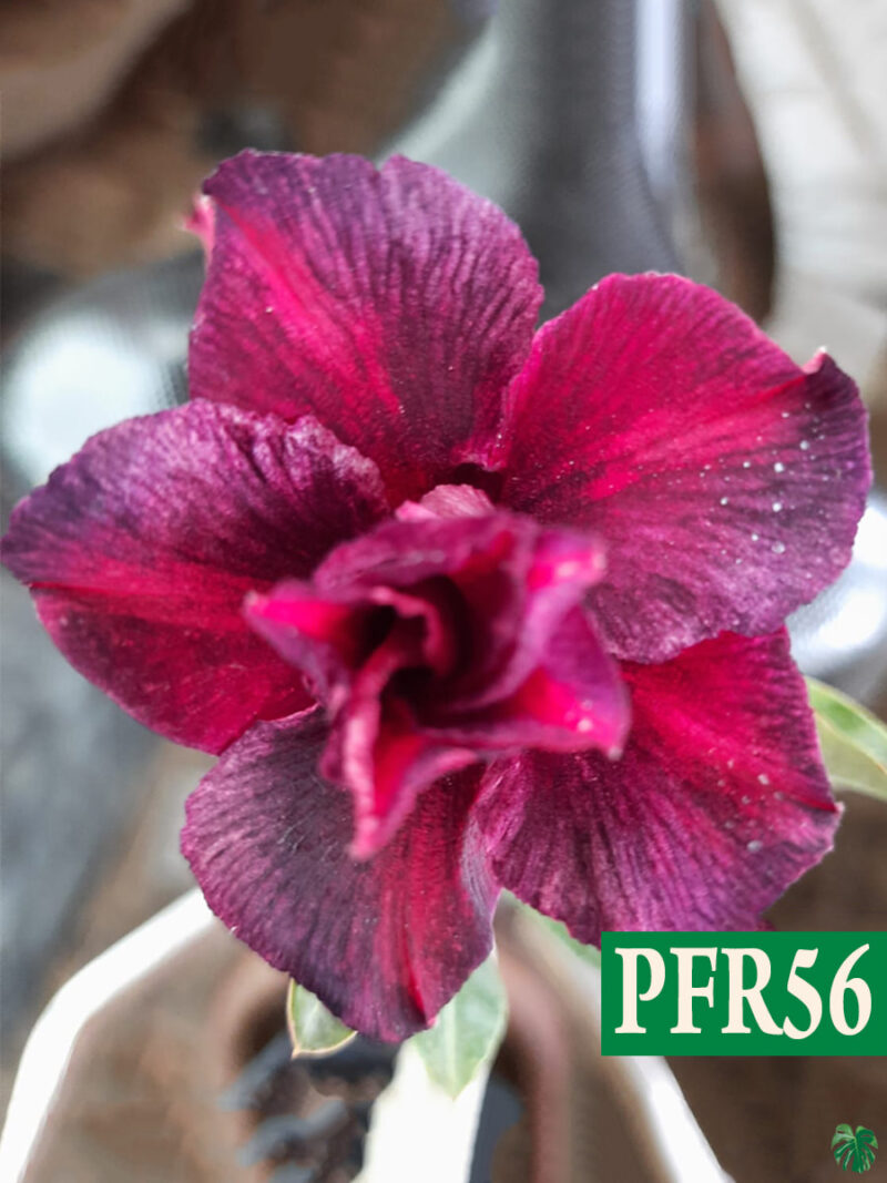 Pfr56 Grafted Adenium Bonsai Triple Petal Tricolour Pansy Purple Pfr56 3X4 Product Peppyflora 01 A Moz
