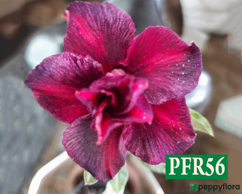 Pfr56 Grafted Adenium Bonsai Triple Petal Tricolour Pansy Purple Pfr56 Product Peppyflora 02 Moz