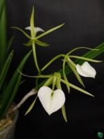 Brassavola-Nodosa-Lady-of-The-Night-Orchid-3x4-Product-Peppyflora-01-b-Moz
