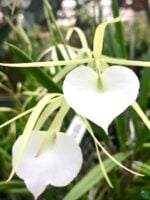Brassavola-Nodosa-Lady-of-The-Night-Orchid-3x4-Product-Peppyflora-01-c-Moz