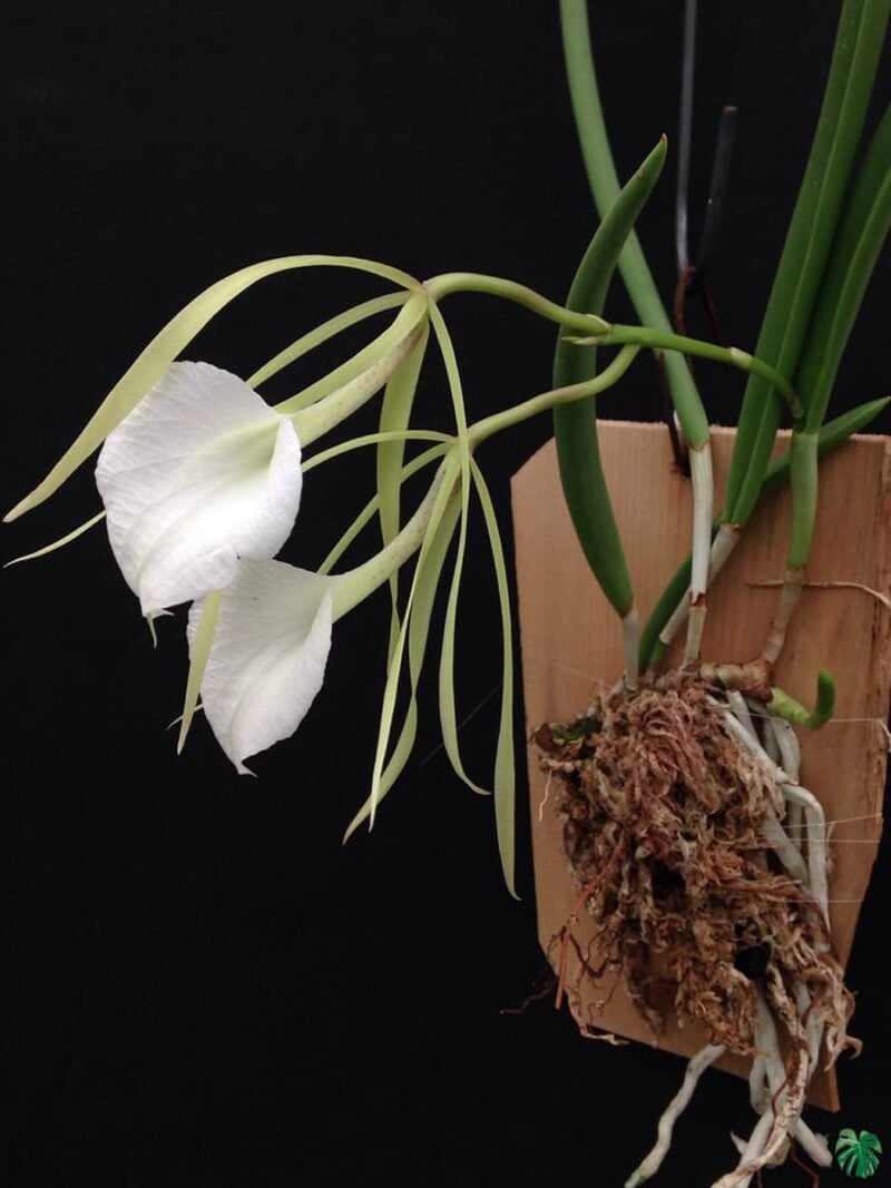 Brassavola-Nodosa-Lady-of-The-Night-Orchid-3x4-Product-Peppyflora-01-d-Moz