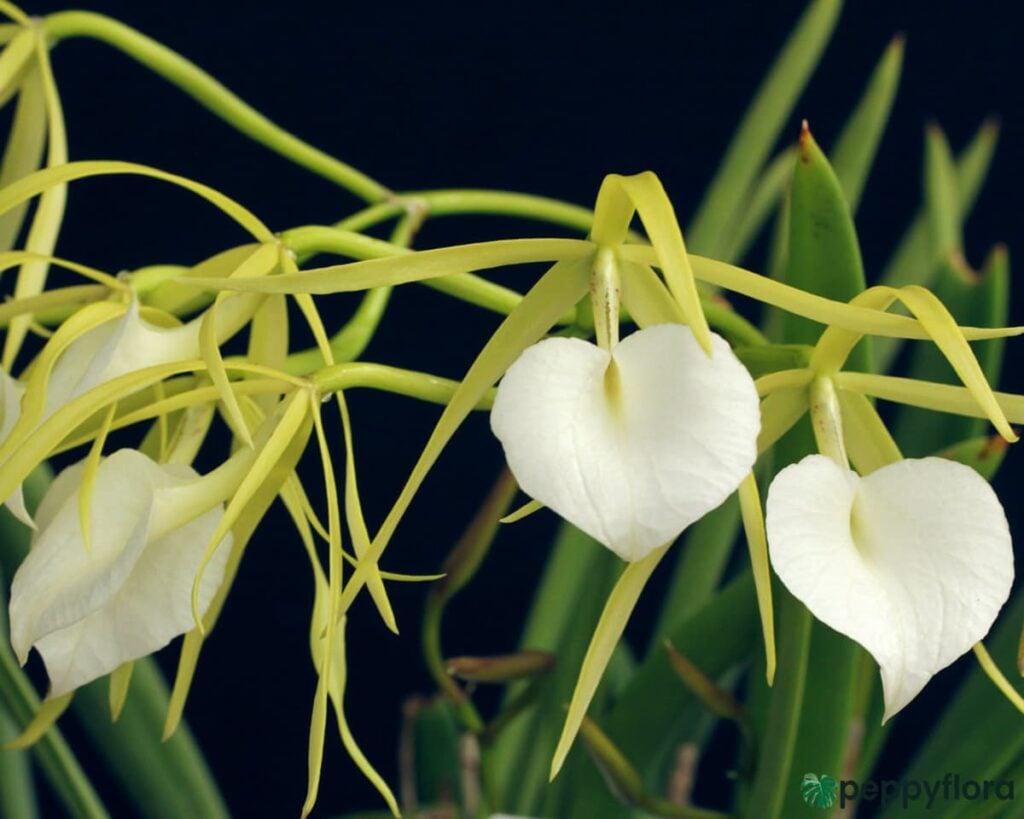 Brassavola Nodosa Lady Of The Night Orchid Product Peppyflora 02 Moz