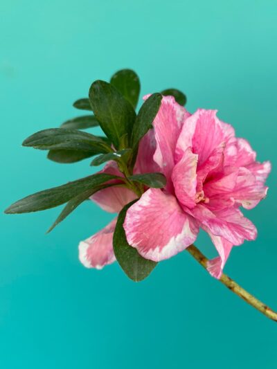 Charm-Pink-White-Azalea-Flower-3x4-Product-Peppyflora-01-a-Moz