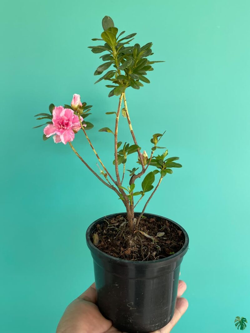 Charm-Pink-White-Azalea-Flower-3x4-Product-Peppyflora-01-b-Moz