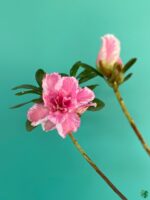 Charm-Pink-White-Azalea-Flower-3x4-Product-Peppyflora-01-c-Moz