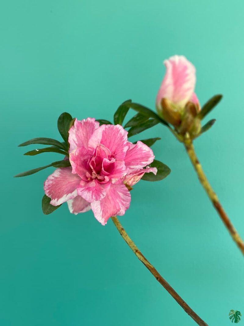 Charm-Pink-White-Azalea-Flower-3x4-Product-Peppyflora-01-c-Moz