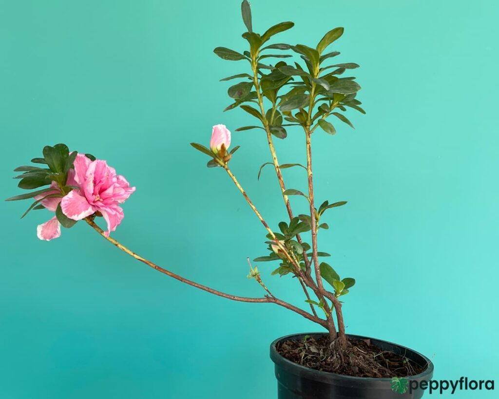 Charm Pink White Azalea Flower Product Peppyflora 02 Moz