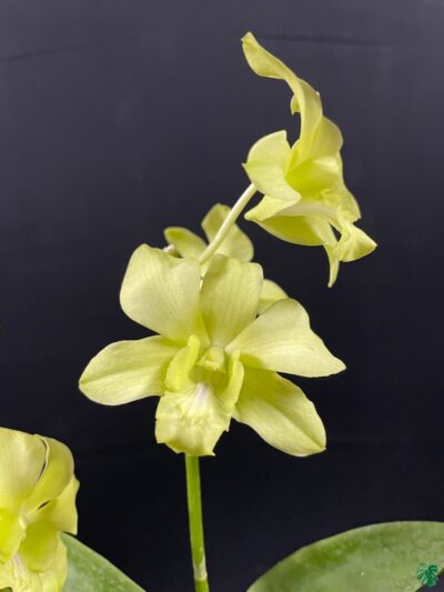 Dendrobium-Aridang-Green-3x4-Product-Peppyflora-01-a-Moz
