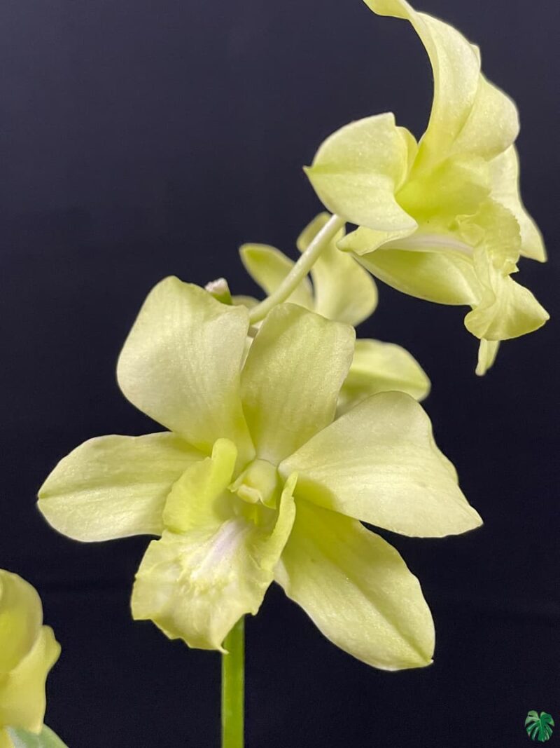 Dendrobium-Aridang-Green-3x4-Product-Peppyflora-01-b-Moz