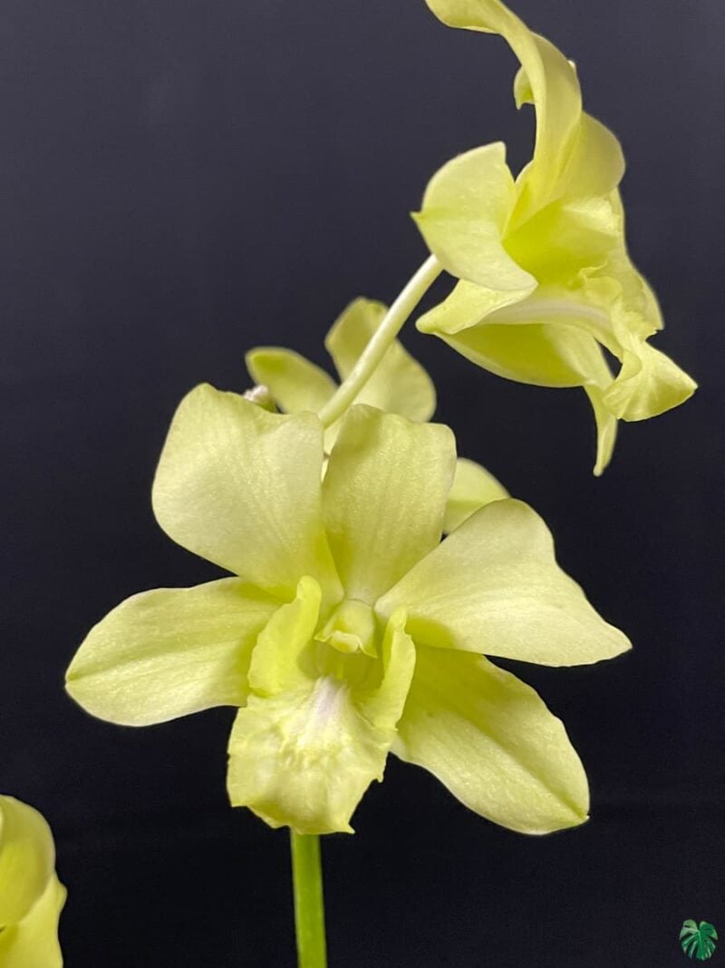 Dendrobium-Aridang-Green-3X4-Product-Peppyflora-01-C-Moz