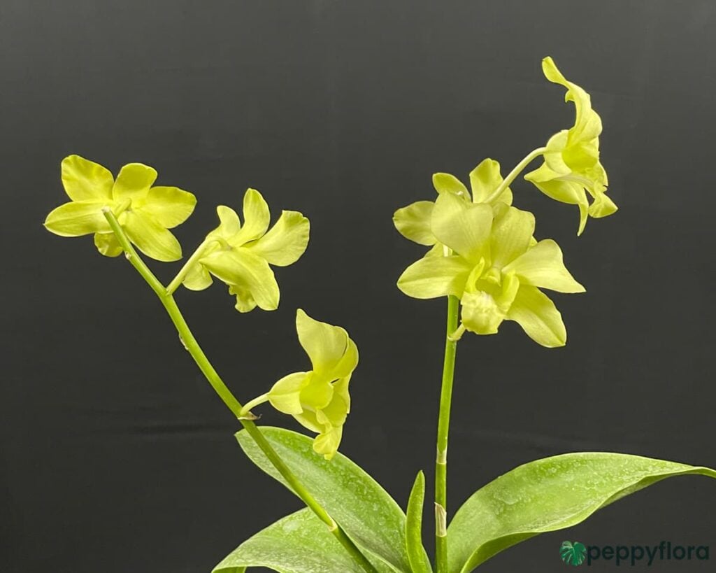 Dendrobium-Aridang-Green-Product-Peppyflora-02-Moz