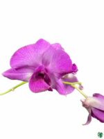 Dendrobium-Big-Red-3x4-Product-Peppyflora-01-a-Moz