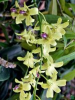 Dendrobium-Burana-Jade-3x4-Product-Peppyflora-01-d-Moz