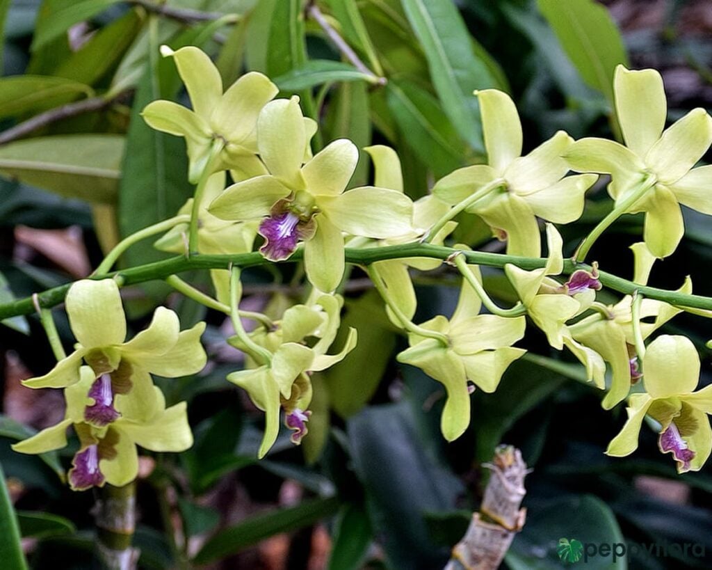 Dendrobium-Burana-Jade-Product-Peppyflora-02-Moz
