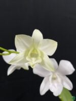 Dendrobium-Emma-White-3x4-Product-Peppyflora-01-a-Moz