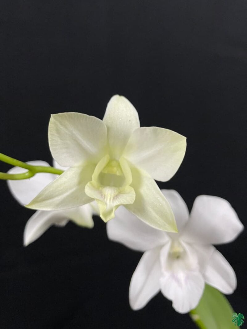 Dendrobium Emma White 3X4 Product Peppyflora 01 A Moz