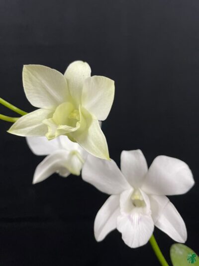 Dendrobium-Emma-White-3x4-Product-Peppyflora-01-b-Moz