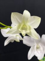 Dendrobium-Emma-White-3x4-Product-Peppyflora-01-c-Moz