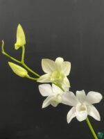 Dendrobium-Emma-White-3x4-Product-Peppyflora-01-d-Moz