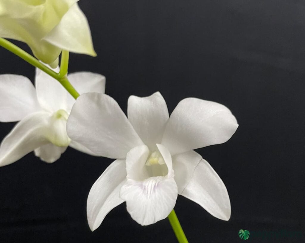 Dendrobium Emma White Product Peppyflora 02 Moz